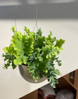Phlebodium aureum ポリポジウム ・ダバナ