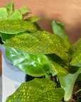 Peacock Plant カラテア ムサイカ