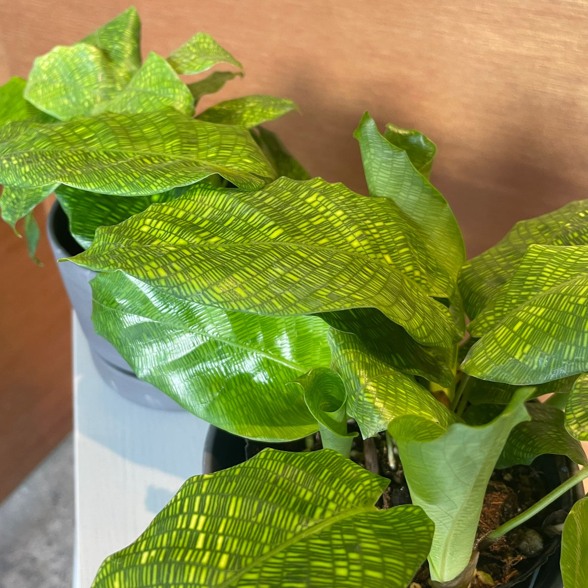 ThePlantSociety_466_1200x1200.