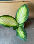 Dieffenbachia 'Camille' ディフェンバキア カミーラ