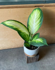 Dieffenbachia 'Camille' ディフェンバキア カミーラ