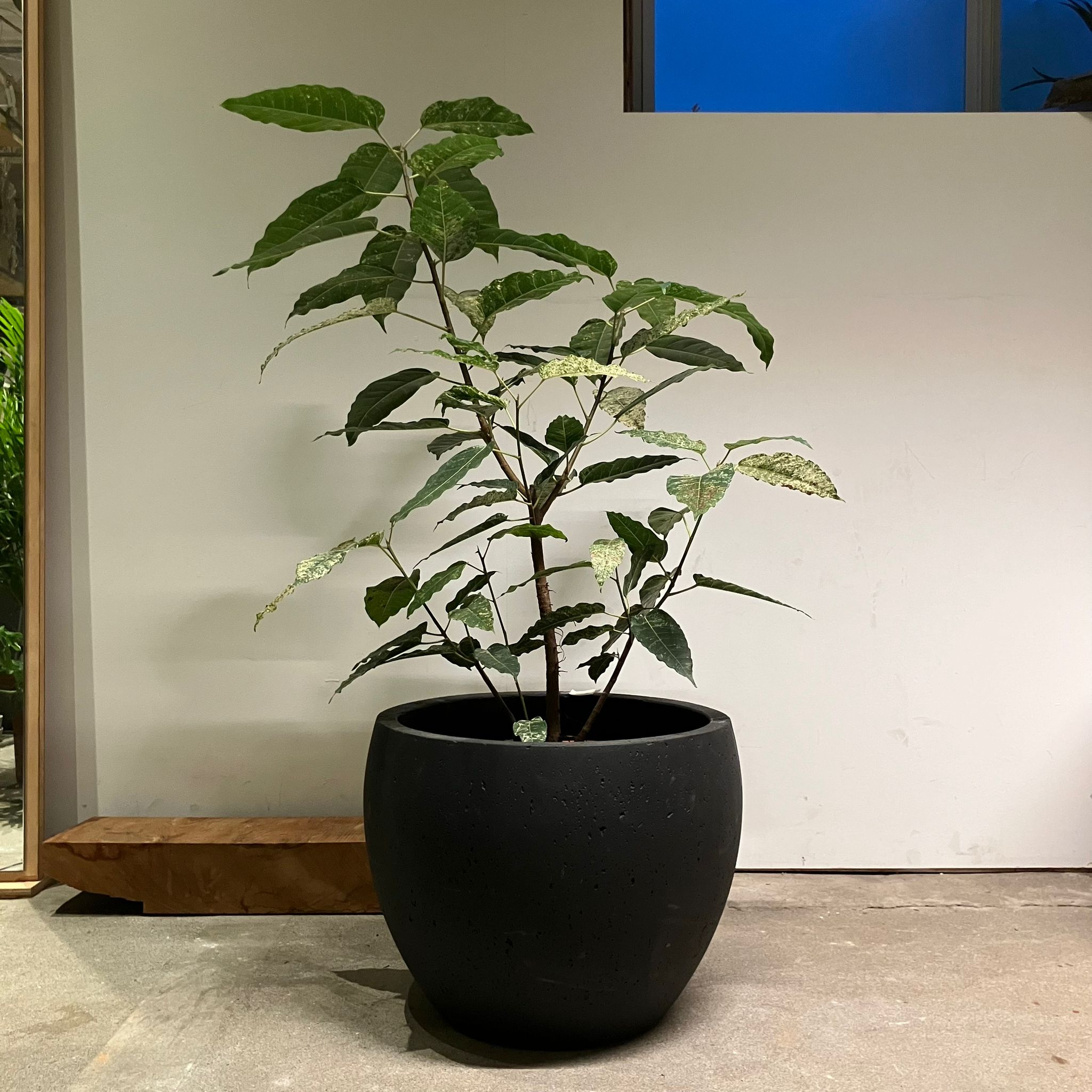 ThePlantSociety_485_e688eb7c-