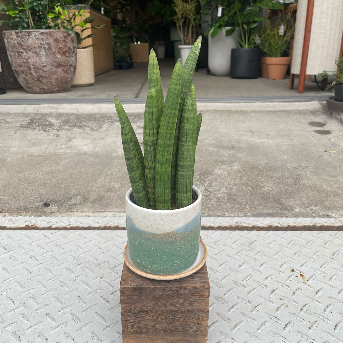サンスベリア スタッキー Snake Plant (Sansevieria Stucky) サンスベリア スタッキー I