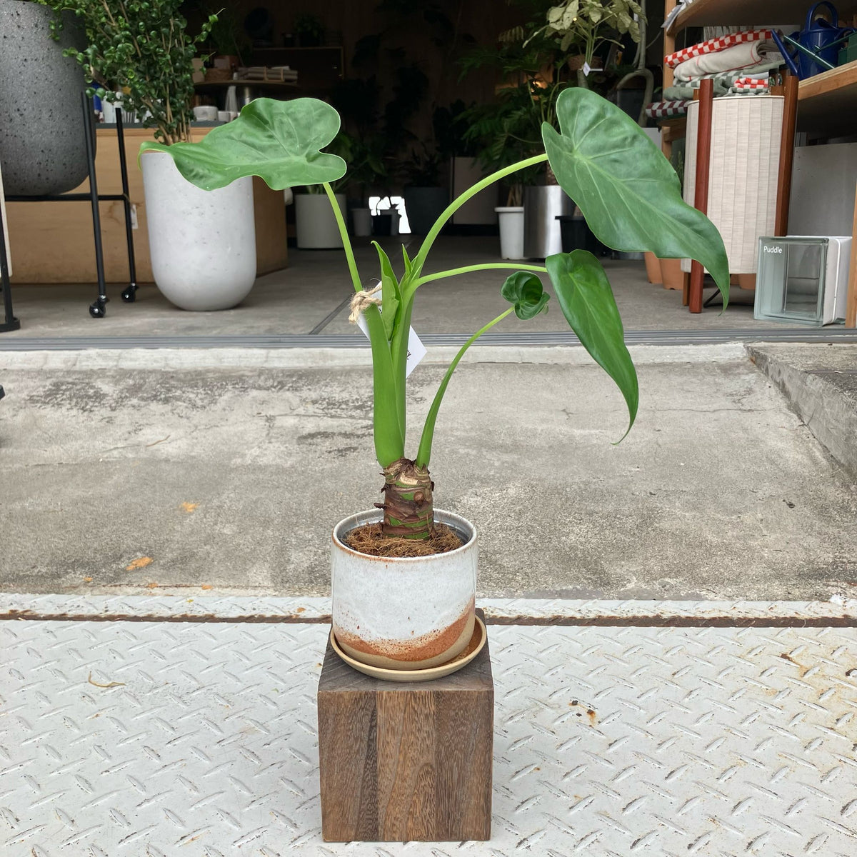 クワズイモ I インドアプランツ I プラントソサエティトーキョー