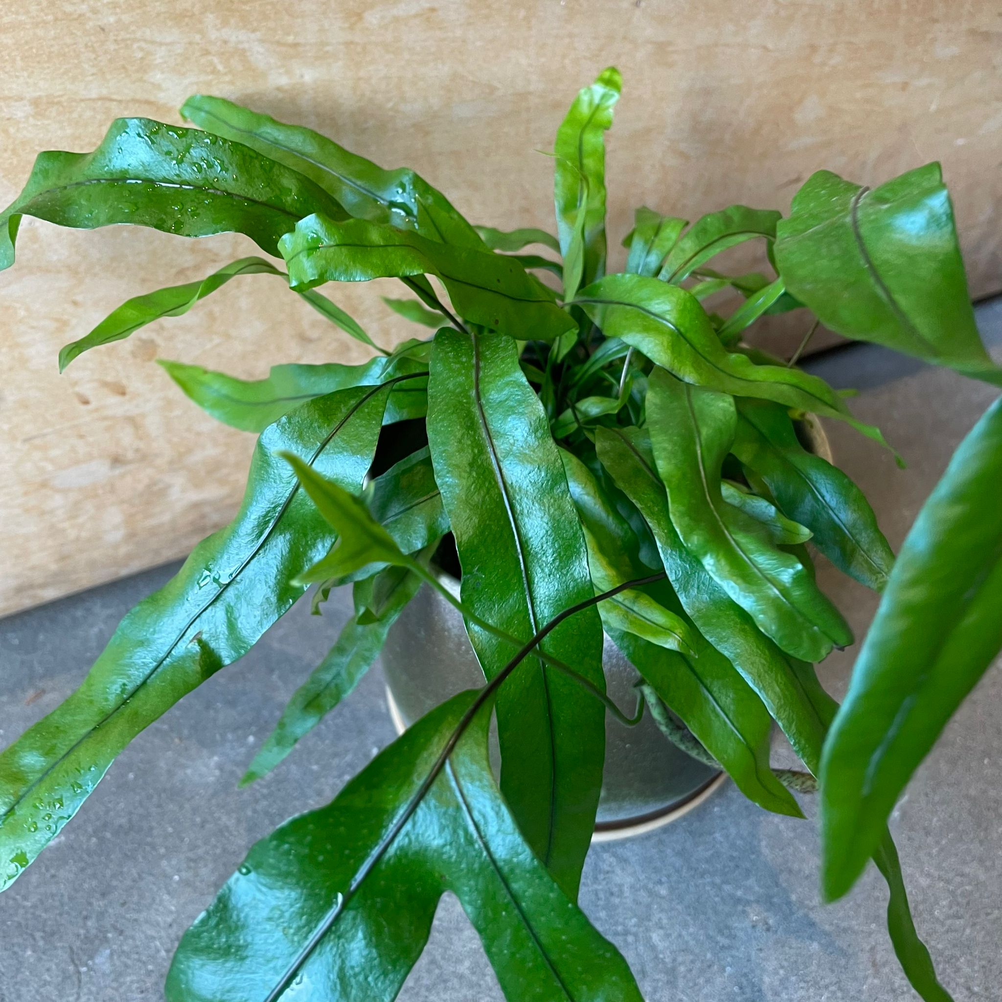 カンガルーファーン I インドアプランツ I プラントソサエティ