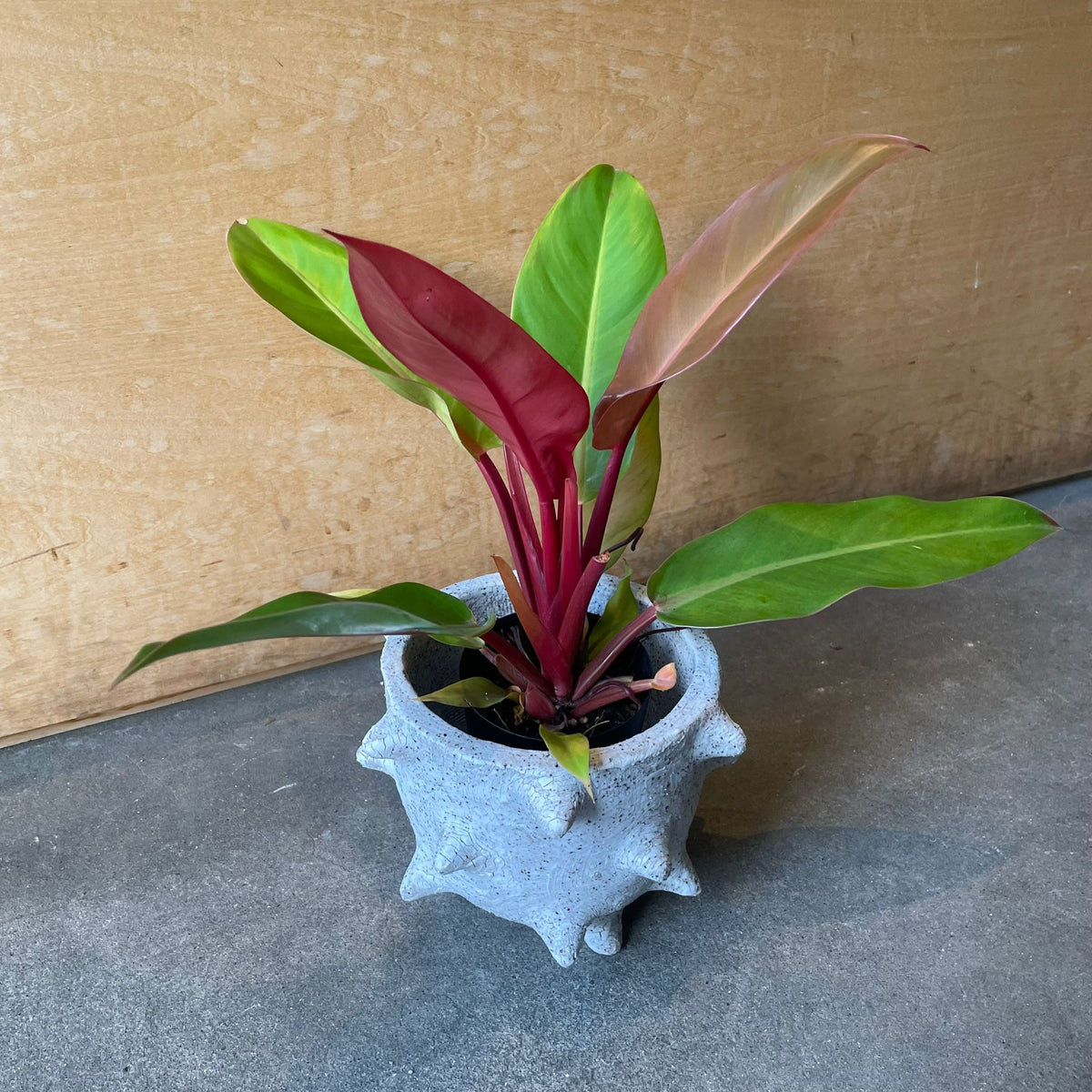 フィロデンドロン・プリンスオブオレンジ I インドアプランツ I