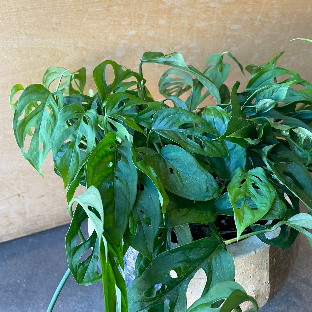 Monstera obliqua ver.expilata モンステラ オブリクア・エクス