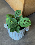 Prayer plant マランタ レウコネウラ ケルコビアナ