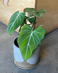 Philodendron 'Gloriosum' フィロデンドロン グロリオーサム
