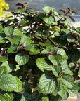 Swedish Ivy プレクトランサス ヌンムラリウス
