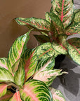 Aglaonema ‘Ten Carat’ アグラオネマ テンカラット
