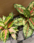 Aglaonema ‘Ten Carat’ アグラオネマ テンカラット