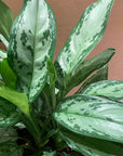 Aglaonema ‘Silver Queen’ アグラオネマ シルバークイーン