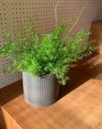 Asparagus aethiopicus アスパラガス スプレンゲリー