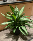 Aglaonema ‘Silver Queen’ アグラオネマ シルバークイーン