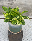 Pothos Emerald ポトス エメラルド