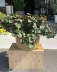 Swedish Ivy プレクトランサス ヌンムラリウス