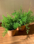 Asparagus aethiopicus アスパラガス スプレンゲリー