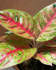 Aglaonema ‘Firework’ アグラオネマ ファイヤーワーク