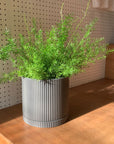 Asparagus aethiopicus アスパラガス スプレンゲリー
