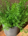 Asparagus aethiopicus アスパラガス スプレンゲリー