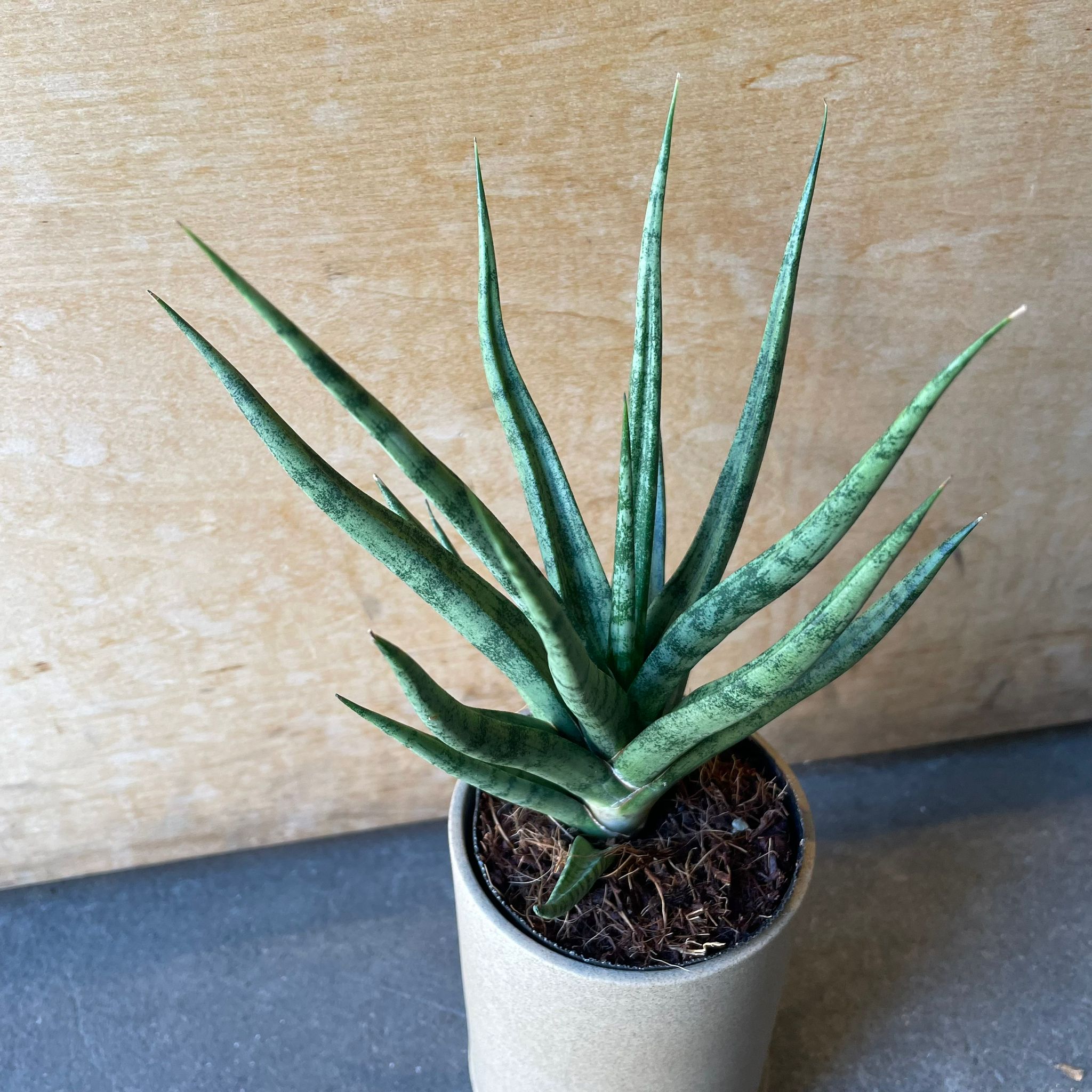 サンスベリア トーチ I インドアプランツ I プラントソサエティ