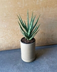 Sansevieria ‘Torch’ サンスベリア トーチ