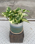 Pothos Emerald ポトス エメラルド