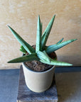 Sansevieria ‘Silver Crown’ サンスベリア シルバークラウン