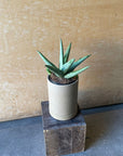 Sansevieria ‘Silver Crown’ サンスベリア シルバークラウン