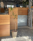 Dragon Tree ドラセナ コンシンネ