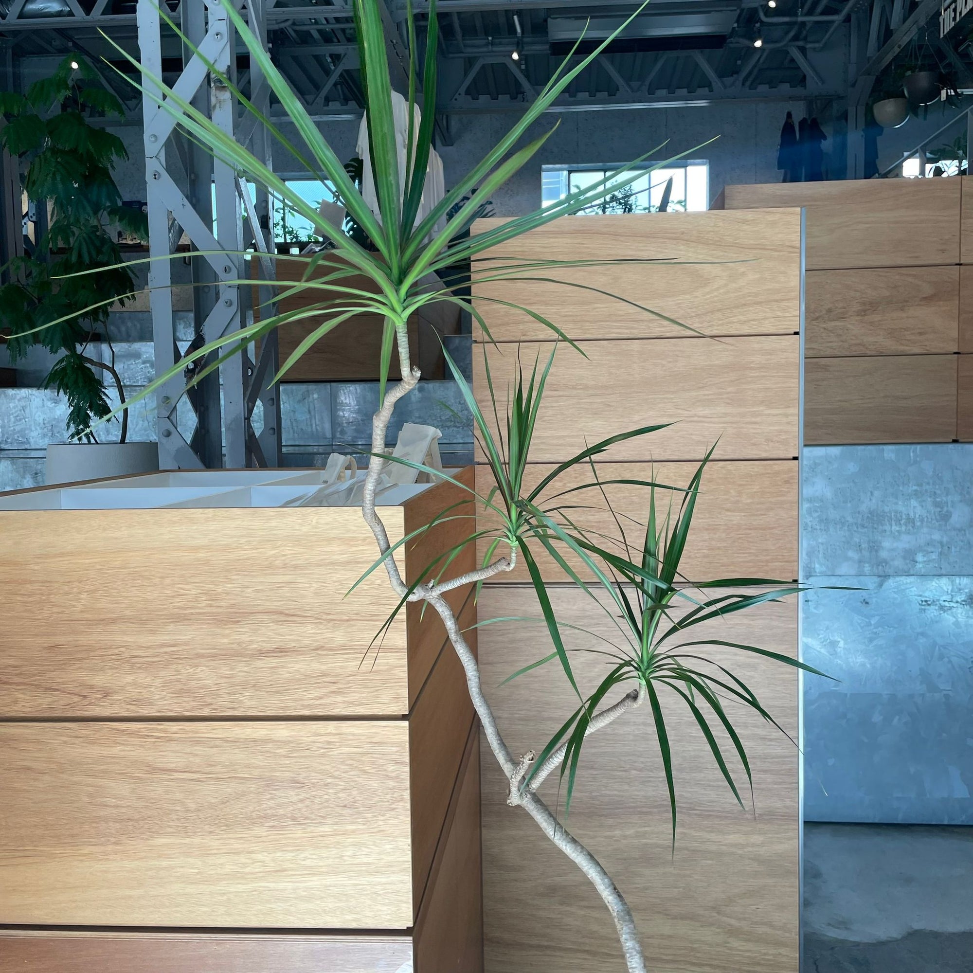Dragon Tree ドラセナ コンシンネ
