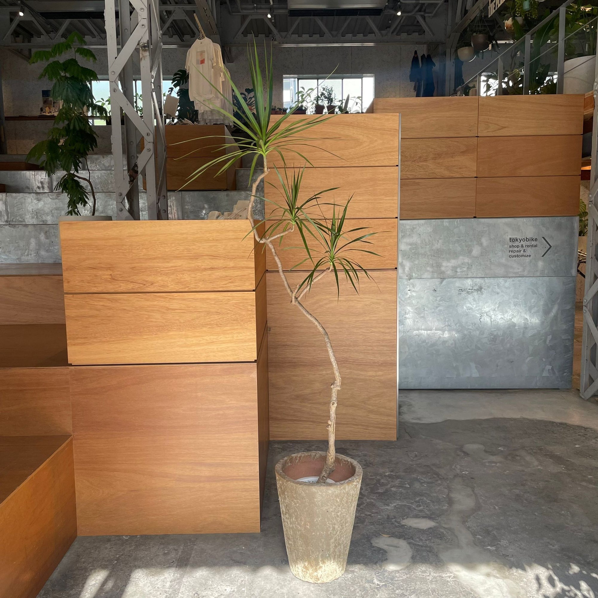 Dragon Tree ドラセナ コンシンネ
