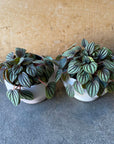 Peperomia ‘Peppermill’ ぺペロミア ペッパーミル