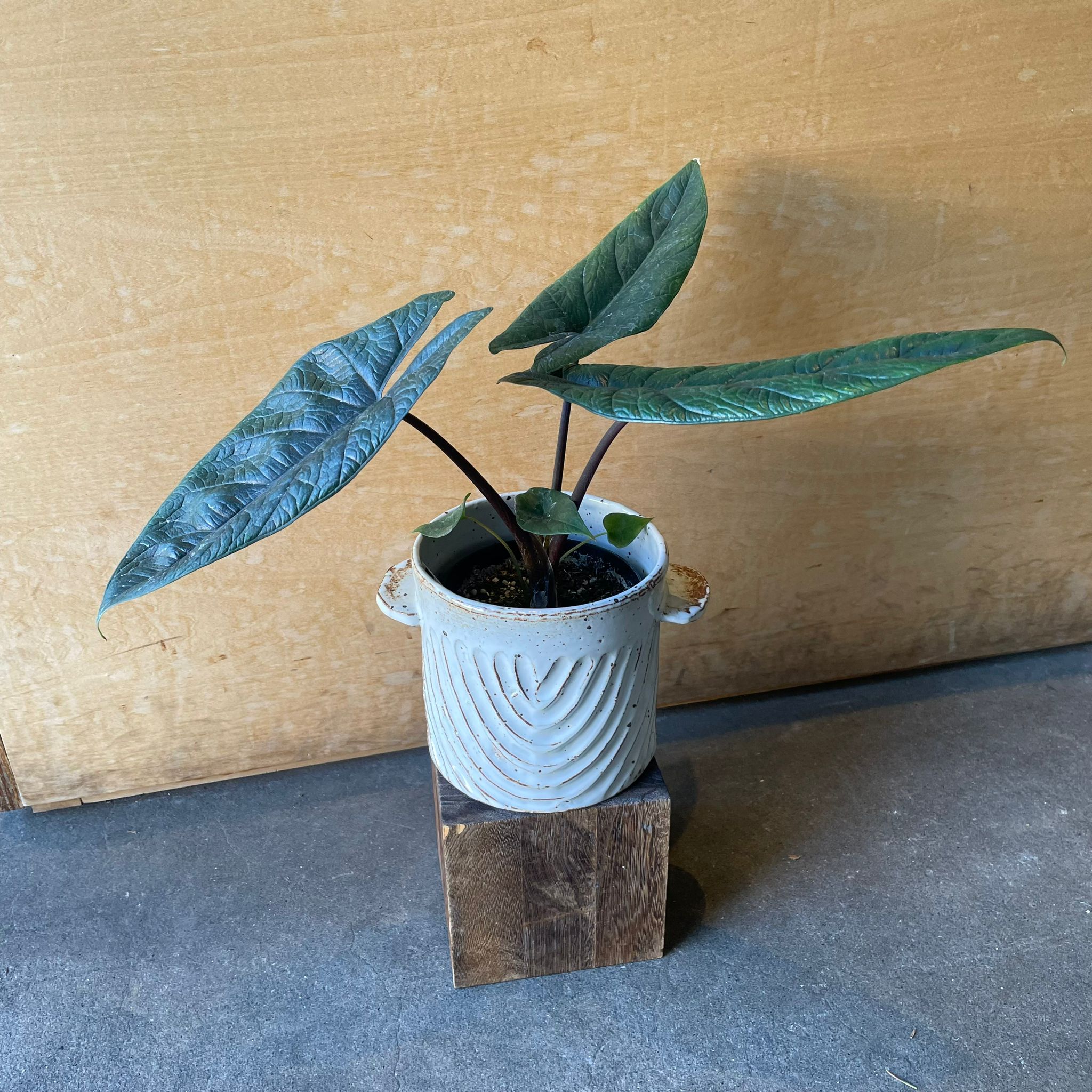 Alocasia 'Sculptrum' アロカシア スカルプラム I インドアプランツ I