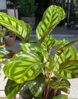 Calathea Jungle velvet カラテア フレームスター