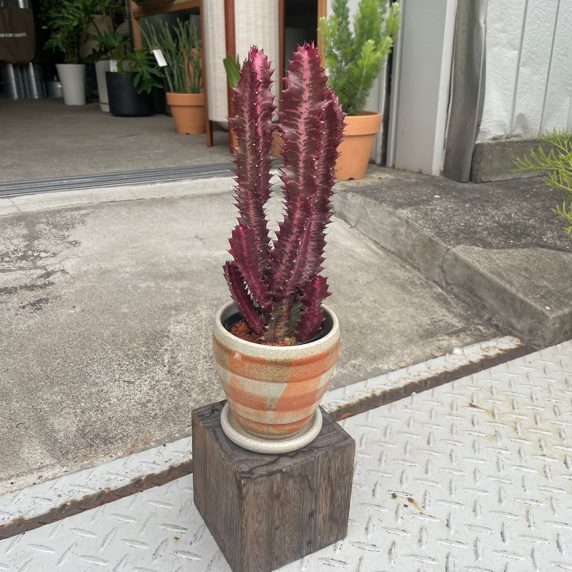 Euphorbia Enopia ユーフォルビア・コウサイカク (紅彩閣)