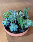 多肉植物ベイビー アソート