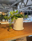 Peperomia hope ペペロミア ホープ