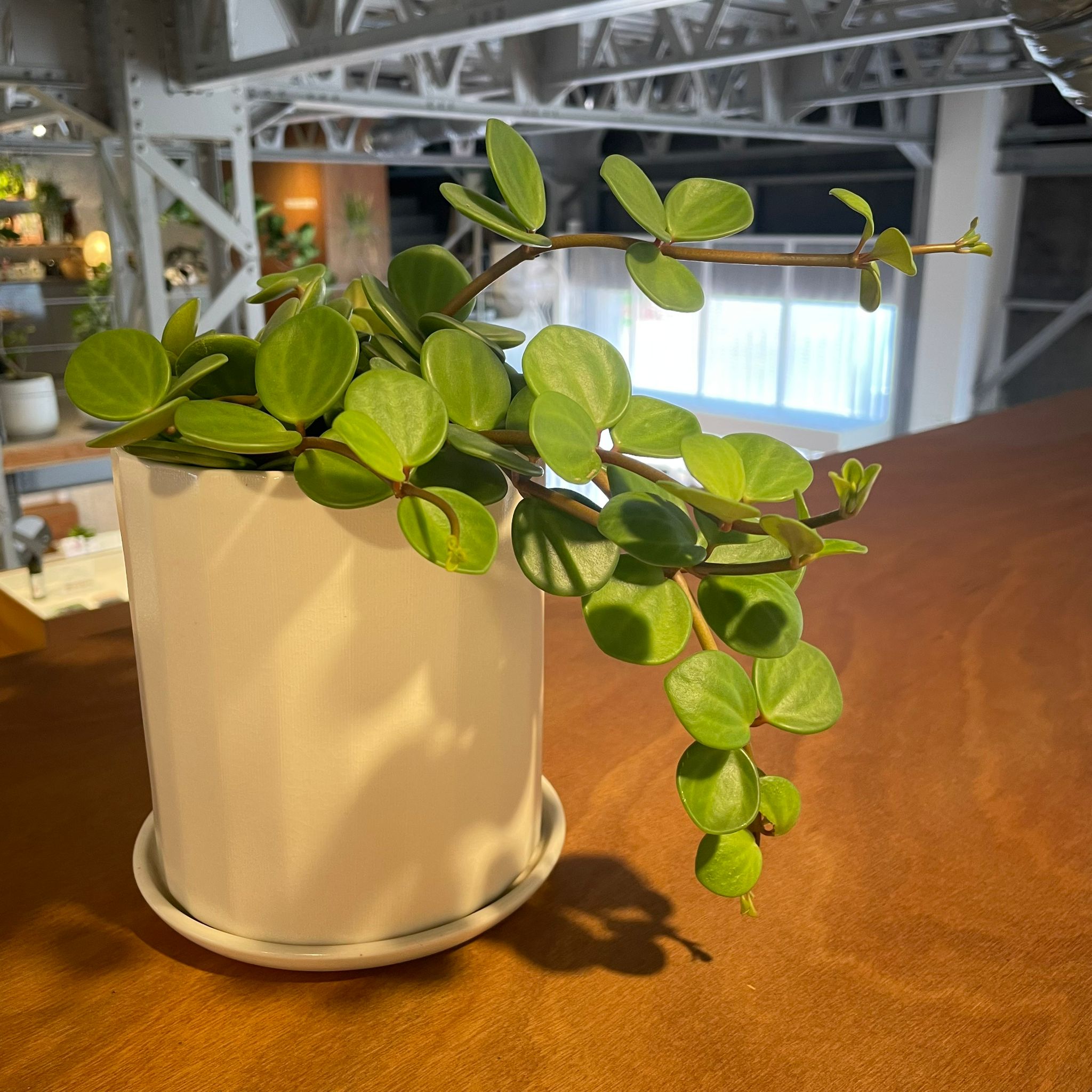 ペペロミア ・ホープ I インドアプランツ I プラントソサエティ