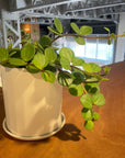 Peperomia hope ペペロミア ホープ
