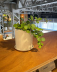 Peperomia hope ペペロミア ホープ