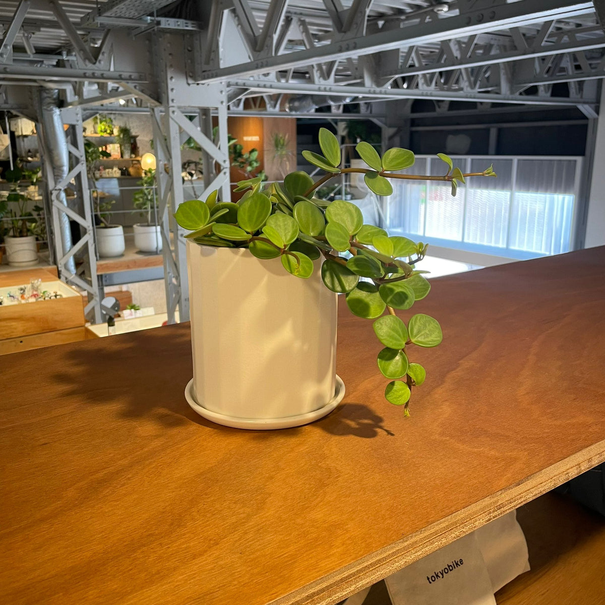 ❣️厳選❣️希少黄色❣️ペペロミア　ホープ❣️良質❣️大鉢❣️観葉植物❣️ ThePlantSociety_589_1200x1200.