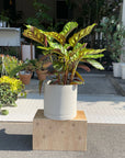 Calathea Jungle velvet カラテア フレームスター
