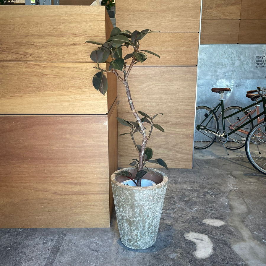 Rubber Plant (Ficus elastica 'Burgundy')フィカス バーカンディ