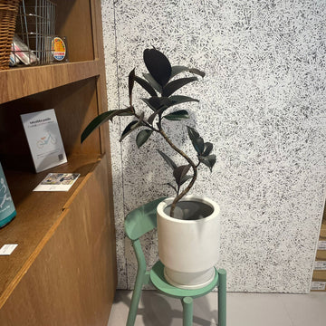 Rubber Plant (Ficus elastica 'Burgundy')フィカス バーカンディ