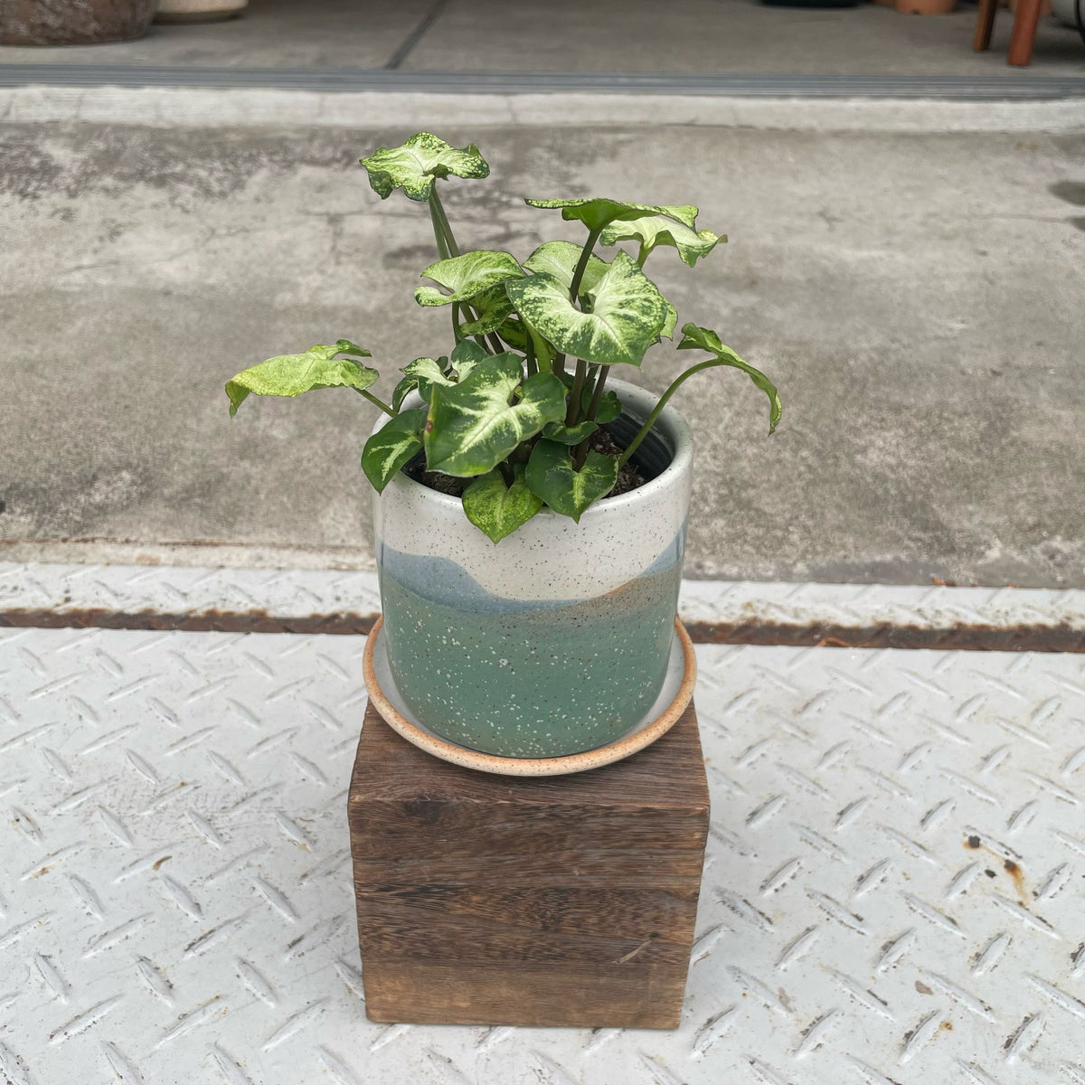 シンゴニウム・シロ I インドアプランツ I プラントソサエティ