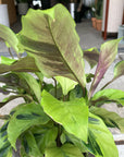 Calathea louisae ‘thai beauty カラテア タイビューティー
