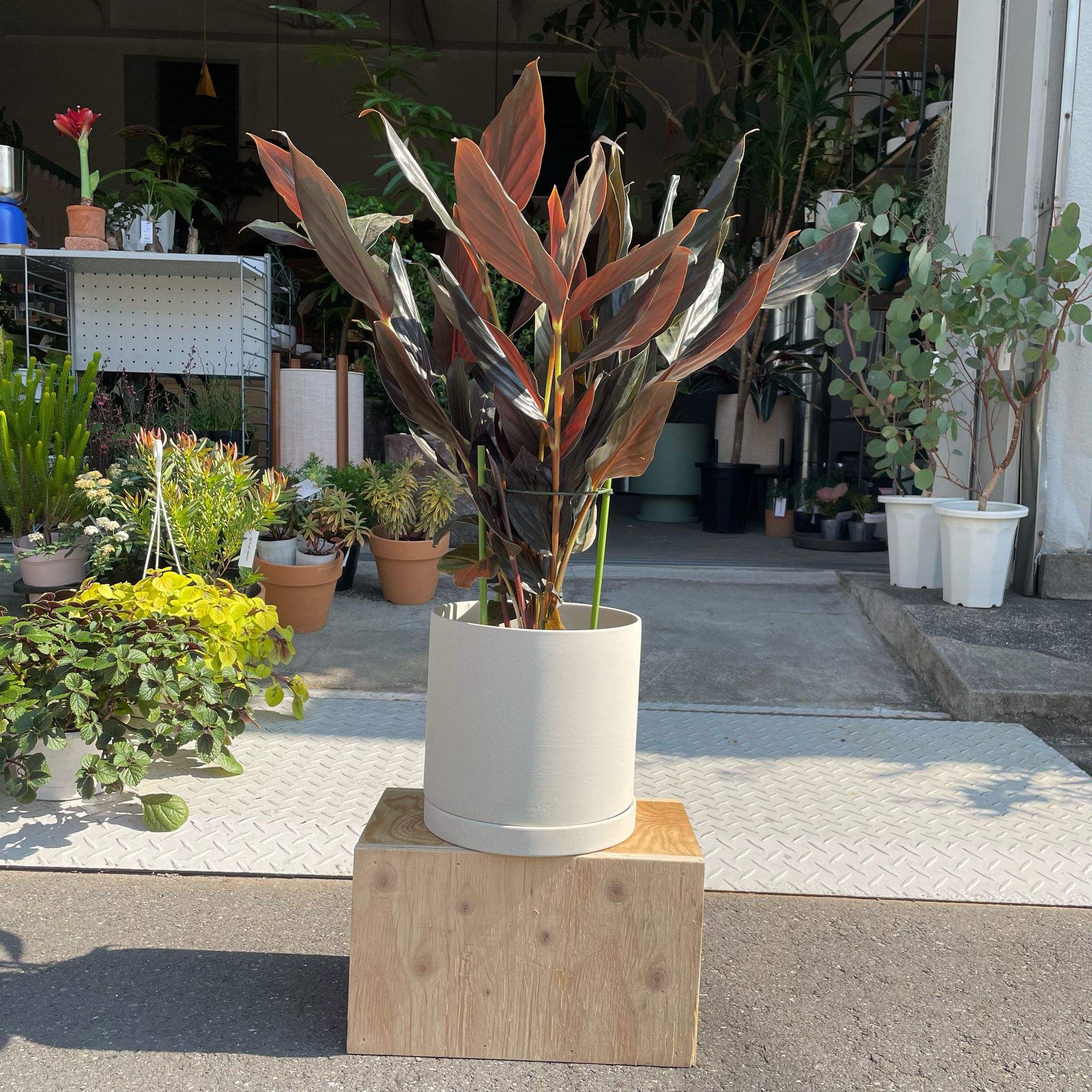 アルピニア ミッドナイトジンジャー I インドアプランツ I プラント