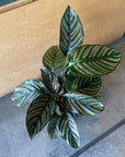Calathea ‘Ornata’ カラテア オルナータ サンデリアーナ